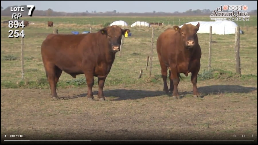 Lote 2 Toros Angus Colorados - Santa Anita, Entre Rios