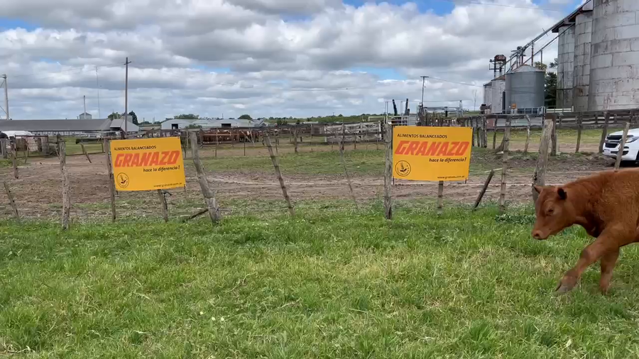 Lote 51 Terneros en Entre Ríos, Gualeguaychú