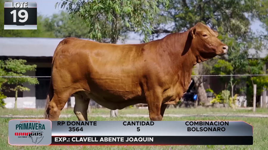 Lote LOTE 19