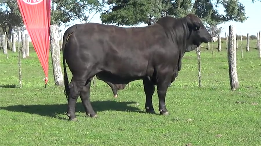 Lote TORO BRANGUS