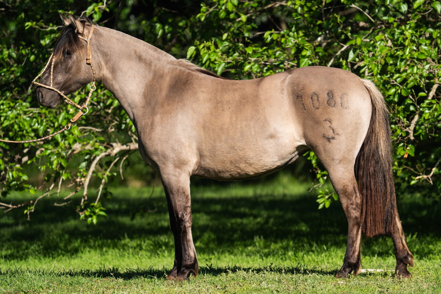 Lote COSCOJERA ZURCIDA