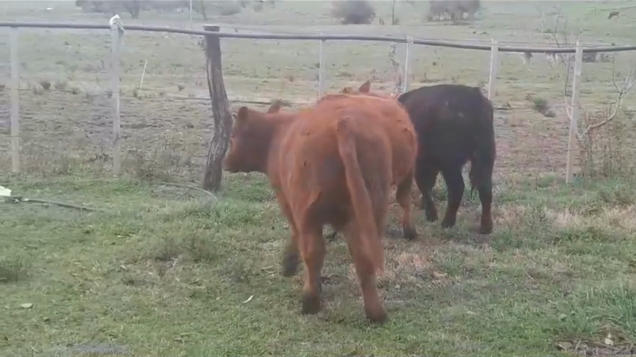 Lote (Vendido)3 Terneros ANGUS a remate en #35 Pantalla Carmelo 280kg -  en POLANCOS