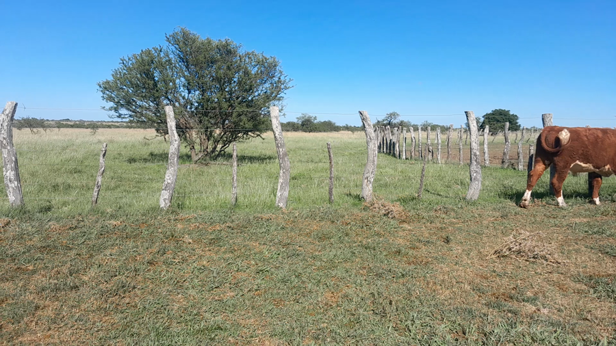 Lote 70 Novillitos y vaquillonas en Corrientes, Curuzú-Cuatiá