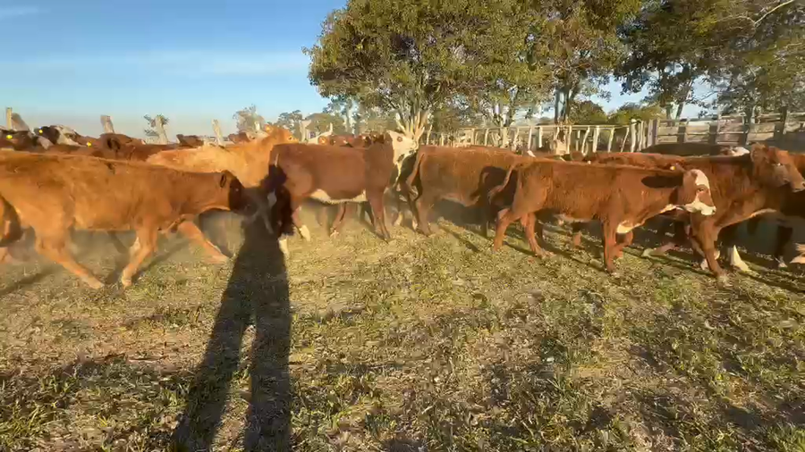 Lote 132 Terneros/as en Corrientes, Col. C. Pellegrini