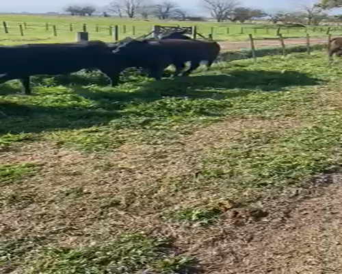Lote 60 Vaquillonas en Saladillo, Buenos Aires