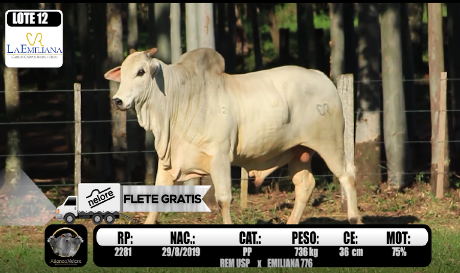 Lote LOTE  12-RP K2281