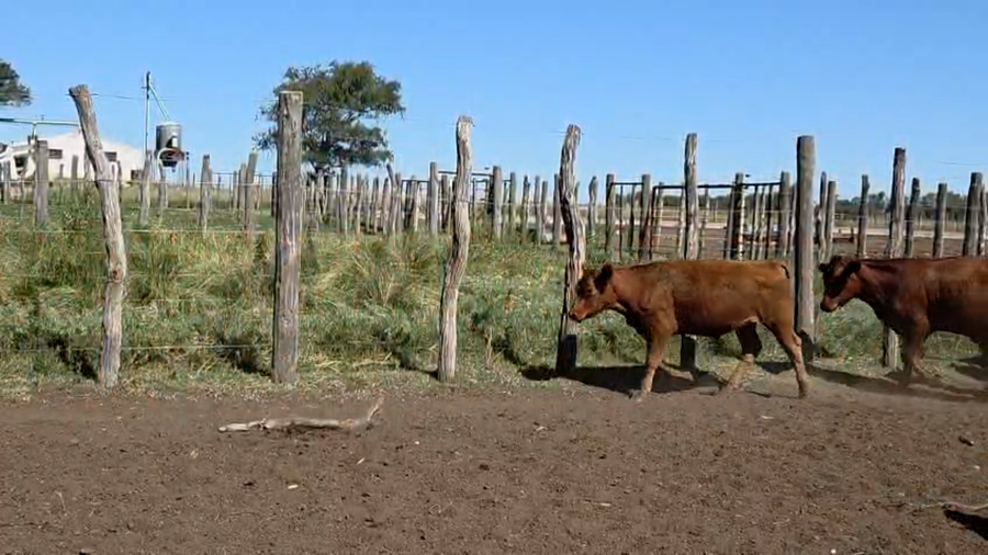Lote 63 Terneros en Darregueira