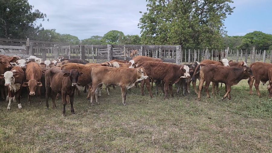 Lote 80 Terneros/as en Lomas de Vallejos, Corrientes