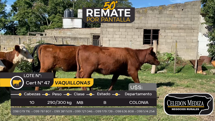 Lote 10 Vaquillonas  en Agraciada, Colonia