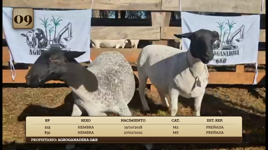 Lote LOTE 9