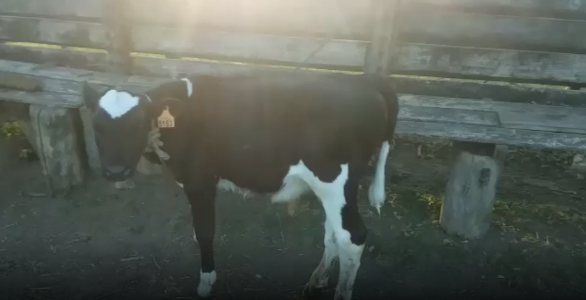 Lote 3 Terneros en Colonia