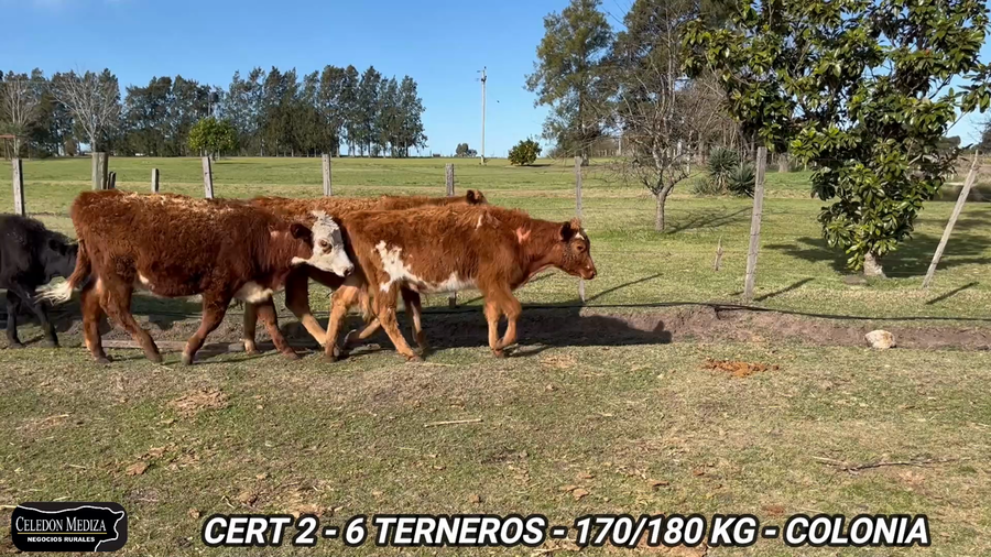 Lote 6 Terneros en Tarariras, Colonia