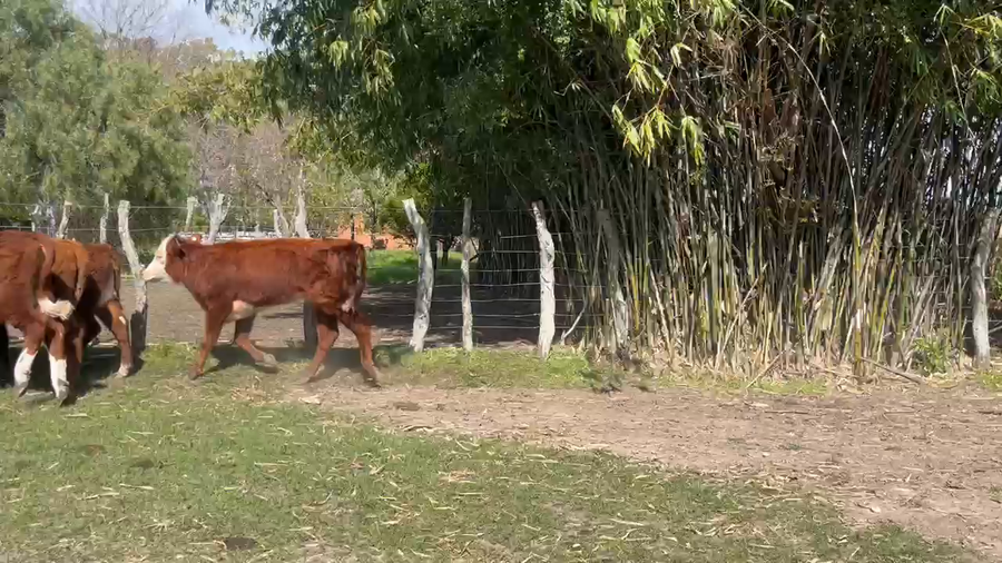 Lote 20 Terneras en Corrientes, Curuzú-Cuatiá