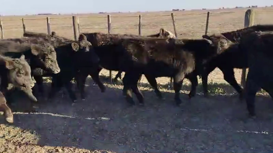 Lote 66 TERNS. HEMBRAS, HENDERSON, BS. AS.