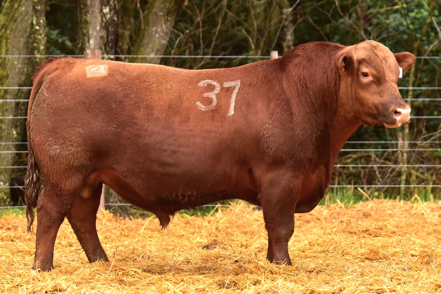 Lote TOROS ANGUS PC