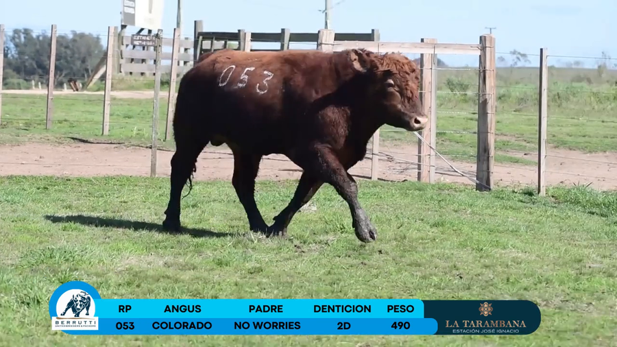 Lote Toro