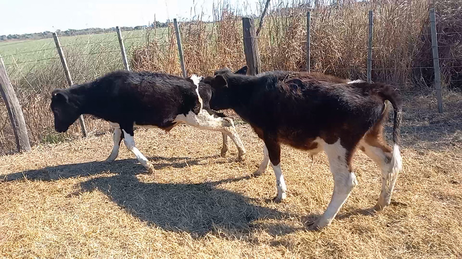 Lote 16 Terneros Holando Argentino en Brinkmann, Córdoba