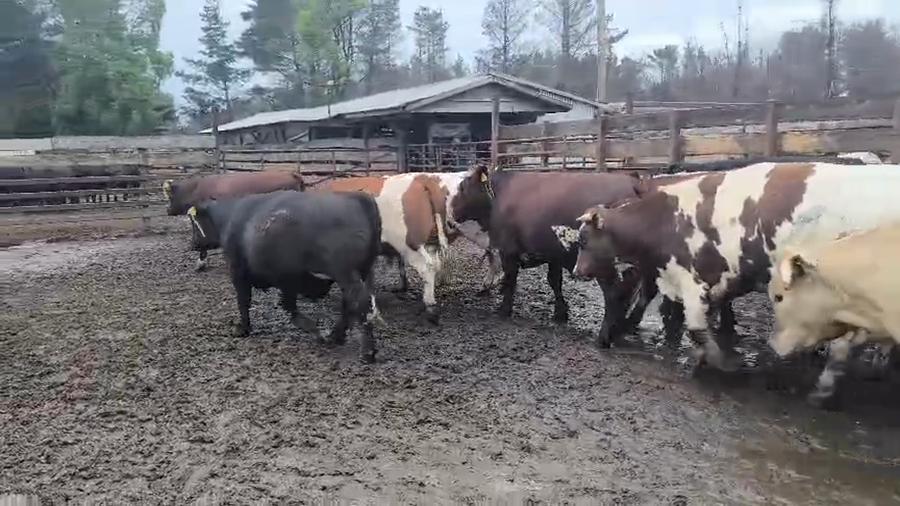 Lote 20 Novillo Gordo en Los Ángeles, VIII Región Biobío