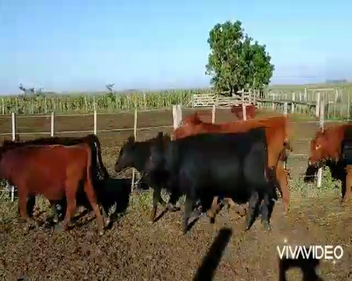 Lote 60 Terneros/as en Chascomús, Buenos Aires