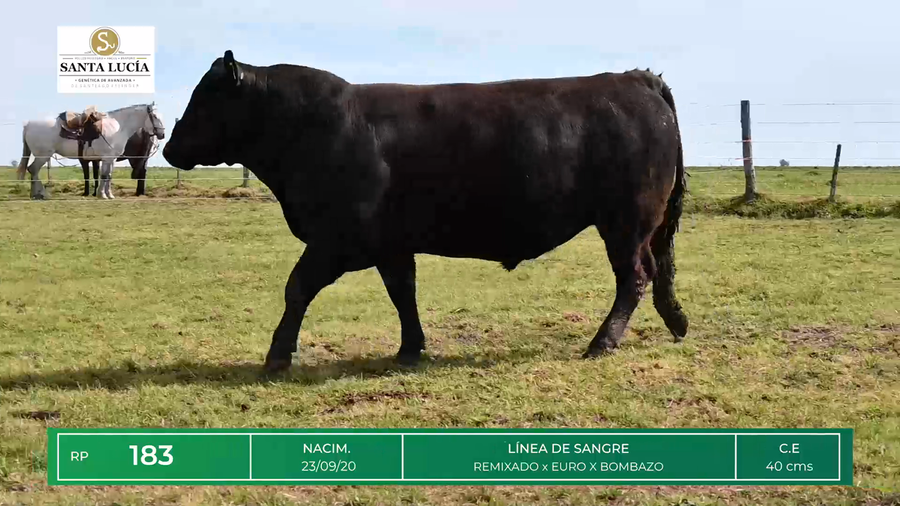 Lote TOROS ANGUS