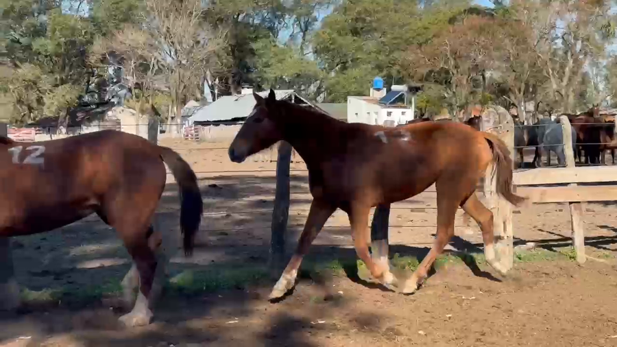 Lote 0 Yeguas en Corrientes, Curuzú-Cuatiá