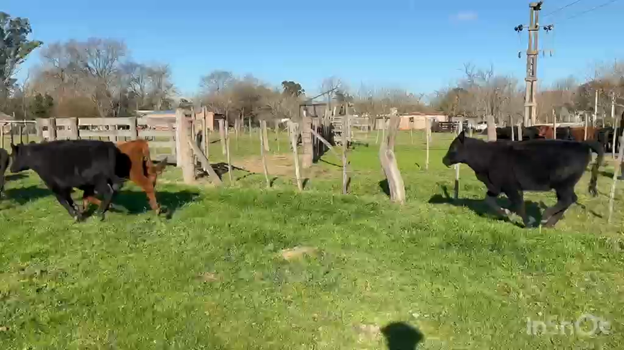 Lote 33 Terneras