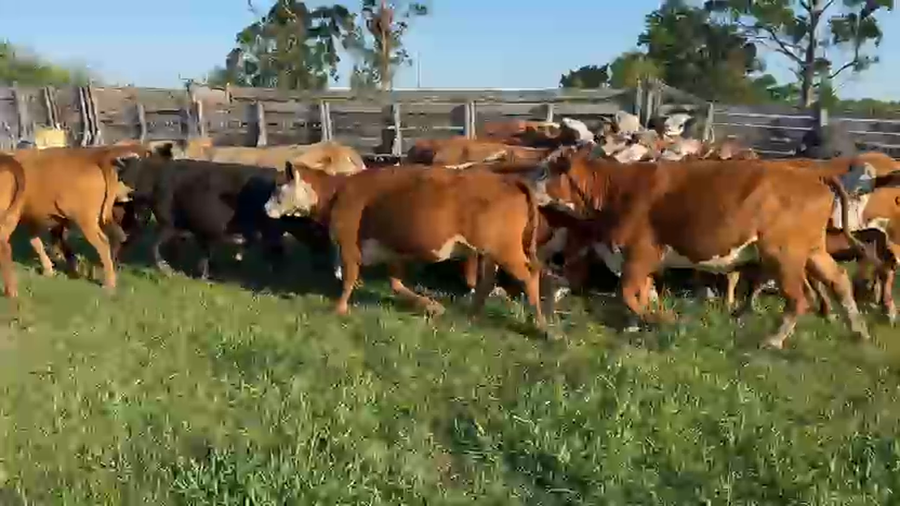 Lote 50 Vacas de invernar