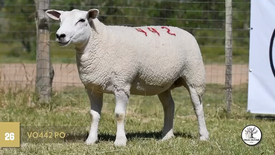 Lote Borregas a remate en Texel Don Amilcar y Villa Olivar, Canelones