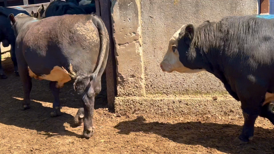 Lote 20 Torete en Futrono, XIV Región Los Ríos
