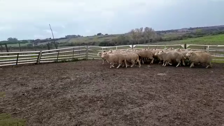 Lote CORDEROS HIGHLANDER