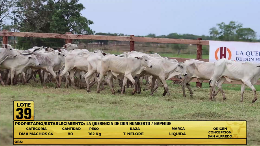 Lote LOTE 39