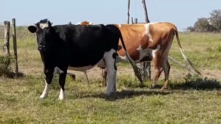 Lote (Vendido)2 Industria a remate en PANTALLA FEDERICO GARLAND 450kg -  en POLANCOS