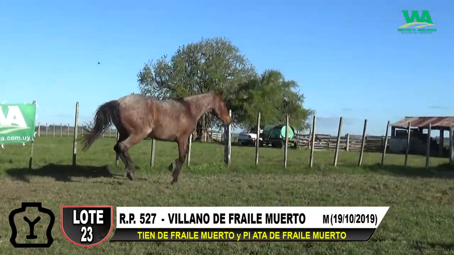 Lote VILLANO DE FRAILE MUERTO