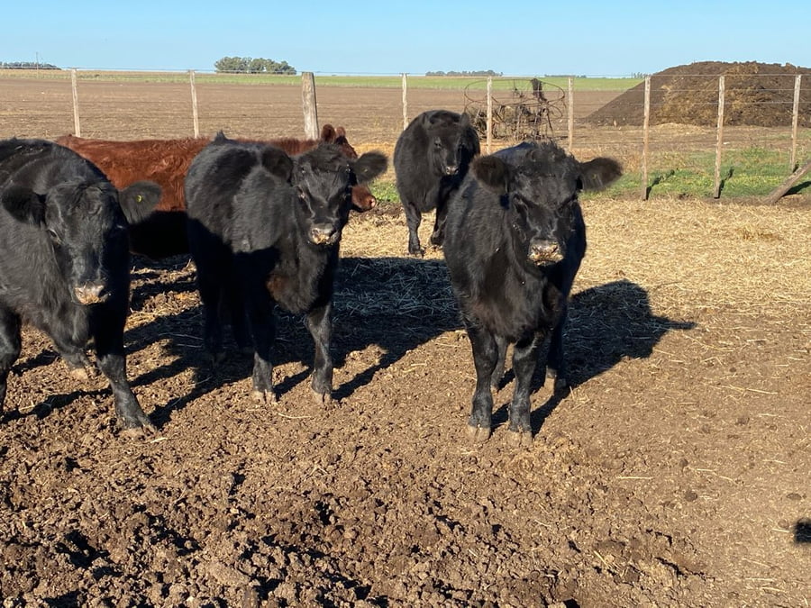 Lote 70 Terneros en Tres Arroyos, Buenos Aires