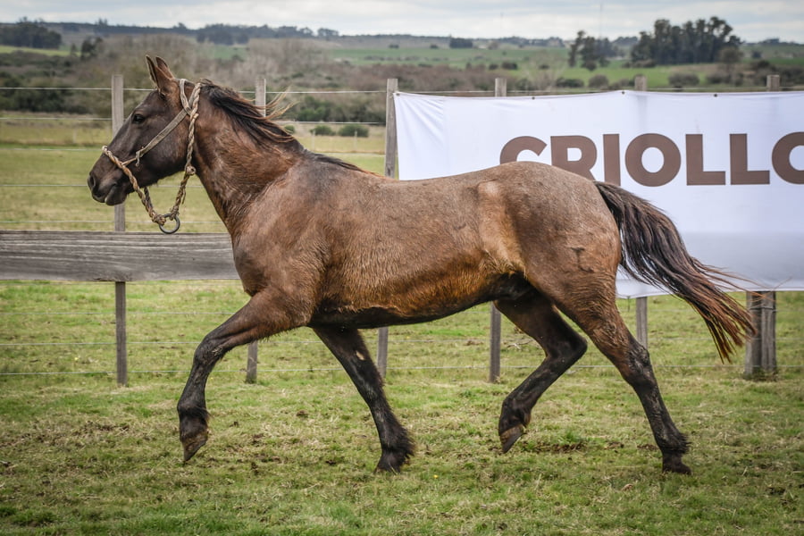 Lote CASUPASITO MOLLES