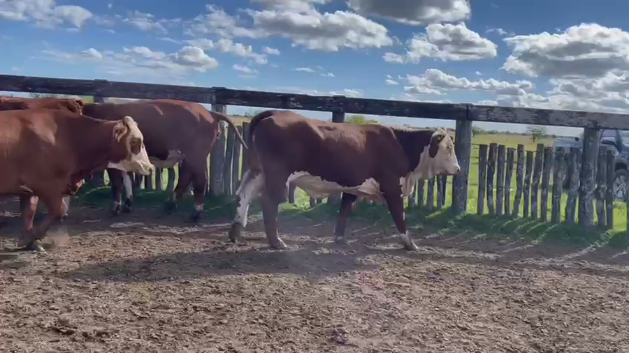 Lote 24 Vacas de invernar en Corrientes, Curuzu Cuatia