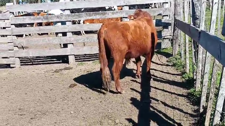 Lote Toros a remate en Pantalla Aniversario - Escritorio Camy 500kg - , San José