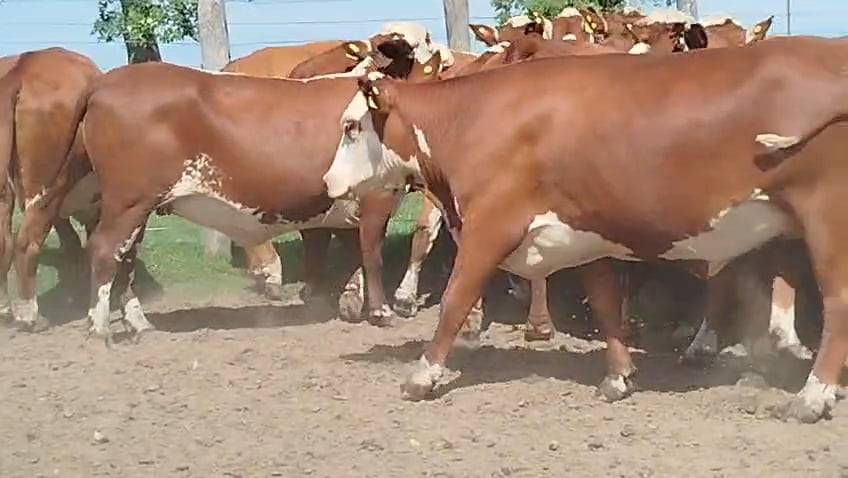 Lote 33 Vacas faena en Corrientes, Curuzu Cuatia