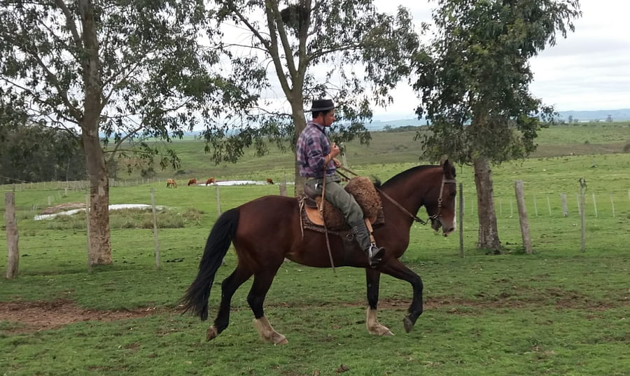 Lote Cabaña "La Constancia" - RP 31 - Lagunera La Constancia