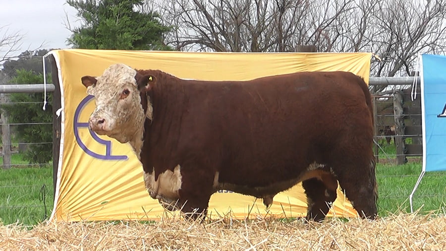 Lote TOROS P. HEREFORD PUROS DE PEDIGREE
