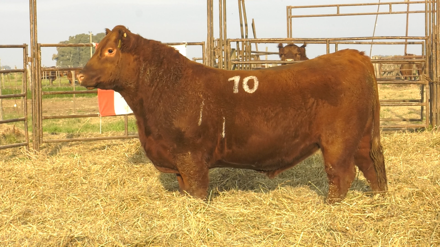 Lote TOROS ANGUS COLORADOS  PC