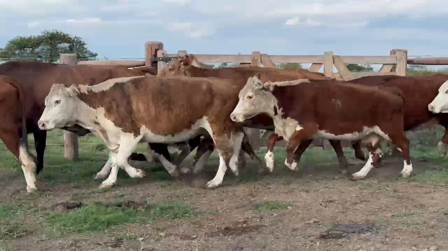 Lote 100 Vacas de invernar en Corrientes, Sauce