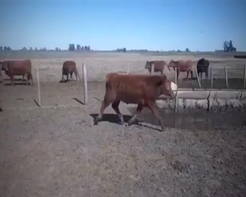 Lote 112 Terneros en Navarro, Buenos Aires