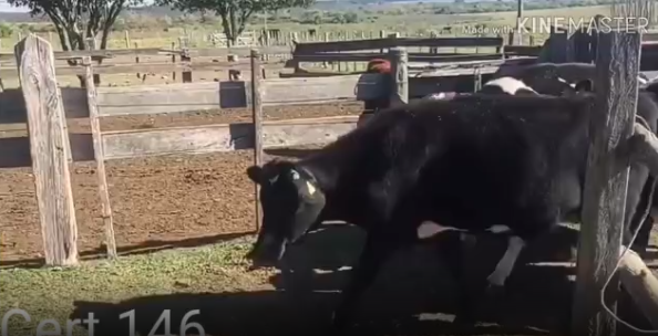 Lote 7 Novillos en Soriano