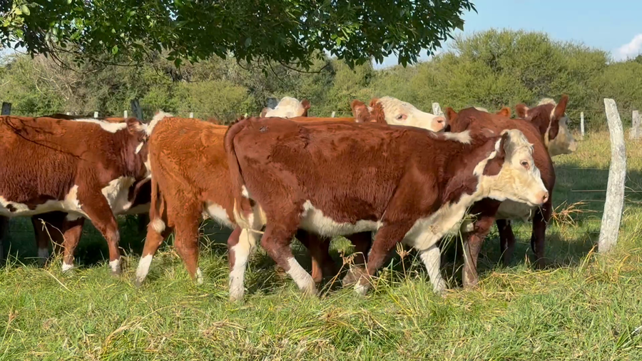 Lote 34 Vaquillonas preñadas en Corrientes, Curuzú-Cuatiá