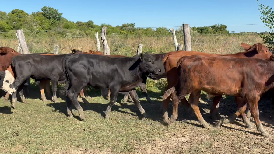 Lote 70 Terneros en Corrientes, Saladas