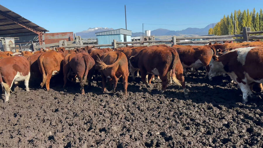 Lote 50 Novillo Engorda en Coyhaique, XI Región Aysén