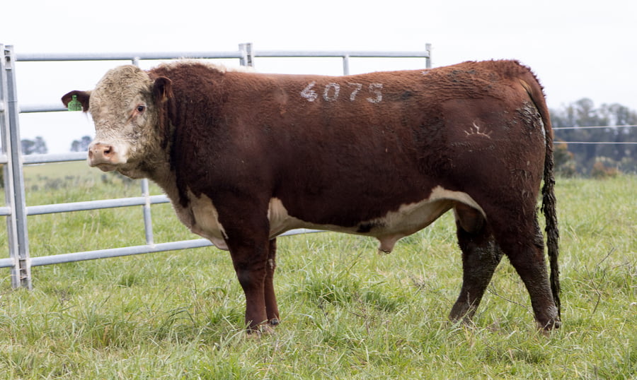 Lote POLLED HEREFORD