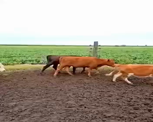 Lote 70 Terneros/as en Laborde, Córdoba