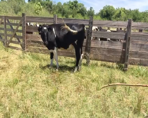 Lote (Vendido)Vacas de Invernada HOLANDO a remate en 2da Pantalla ENTRE MARTILLOS 350kg -  en JUAN SOLER